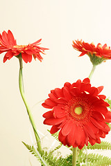 Image showing Gerber daisy