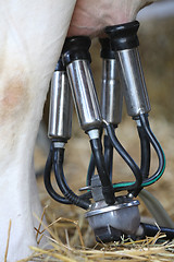 Image showing milking machines