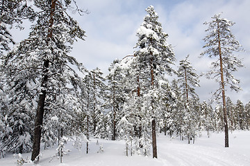 Image showing Snow covered tree