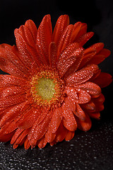 Image showing red gerbera