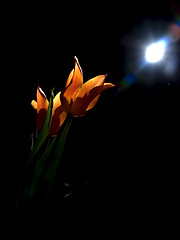 Image showing Tulips under moon