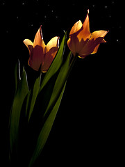 Image showing Tulips under stars