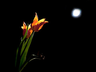 Image showing Tulips under moon