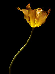 Image showing Tulip