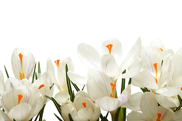 Image showing White crocus on white