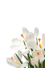 Image showing White crocus on white