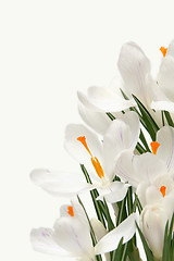 Image showing White crocus on white