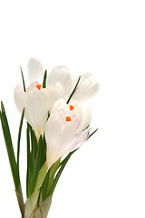 Image showing White crocus on white