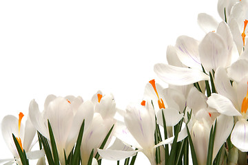 Image showing White crocus on white