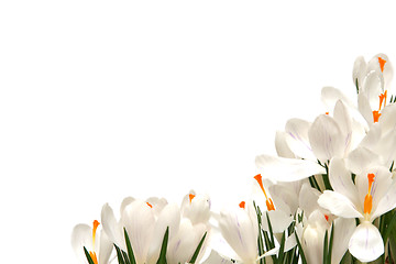 Image showing White crocus on white