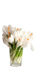 Image showing White crocus on white