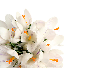 Image showing White crocus on white