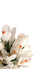 Image showing White crocus on white