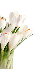 Image showing White crocus on white