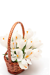 Image showing White crocus on white