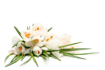 Image showing White crocus on white