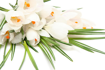 Image showing White crocus on white