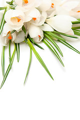 Image showing White crocus on white