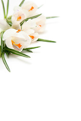 Image showing White crocus on white