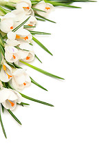 Image showing White crocus on white
