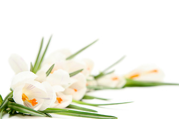 Image showing White crocus on white