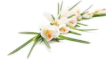 Image showing White crocus on white