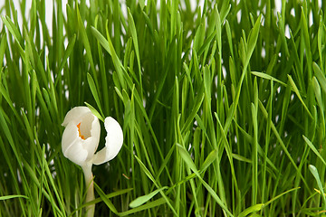 Image showing White crocus on white