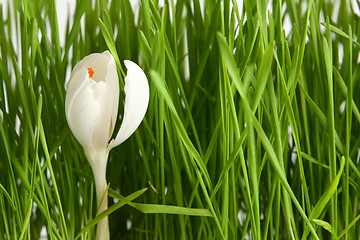 Image showing White crocus on white