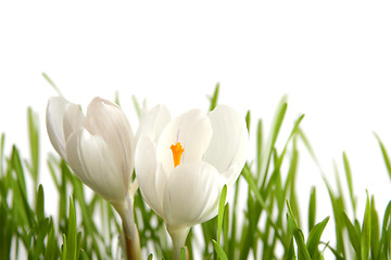 Image showing White crocus on white