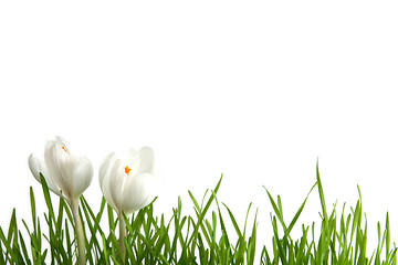 Image showing White crocus on white