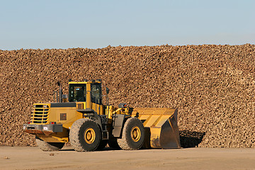 Image showing sugar beet