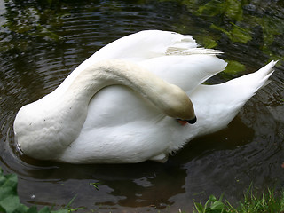 Image showing Swan in the park [2]