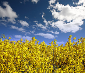 Image showing yellow field with oil seed rape