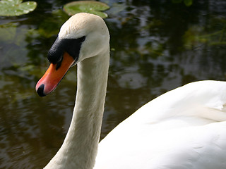 Image showing Swan in the park
