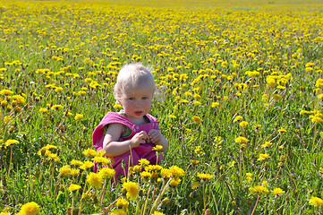 Image showing little child sitting among dandelions