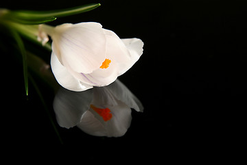 Image showing White crocus