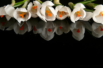 Image showing White crocus