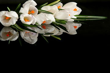 Image showing White crocus