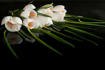 Image showing White crocus