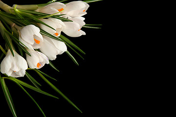 Image showing White crocus