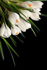 Image showing White crocus