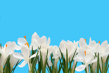 Image showing White crocus