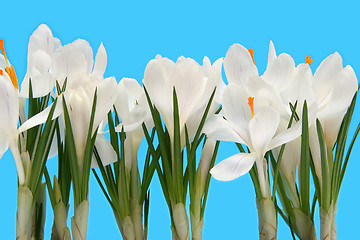 Image showing White crocus