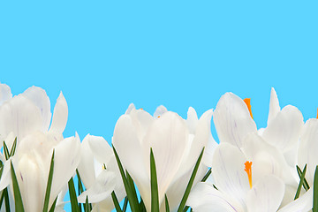 Image showing White crocus