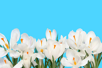 Image showing White crocus