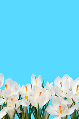 Image showing White crocus