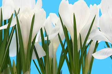 Image showing White crocus