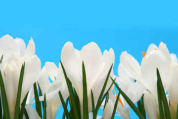 Image showing White crocus