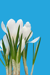 Image showing White crocus