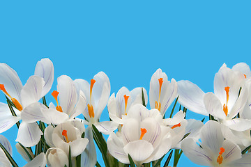 Image showing White crocus